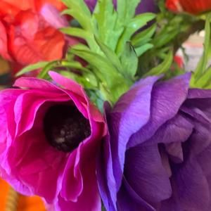 Meet your Posher, Peg